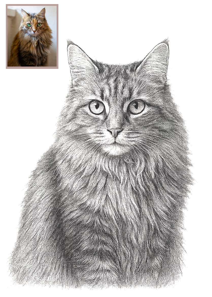 Pet Portrait Sketch (Digital Art)